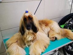 -北京观赏动物医院·24小时大型综合·猫专科·异宠专科