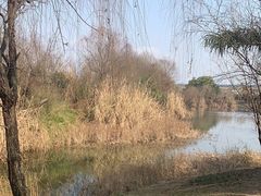 -白鹭湾湿地公园