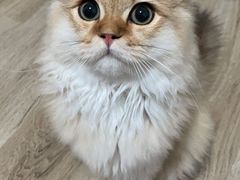 -猫大福·Fortune Cat猫舍(百子湾店)