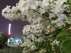 -星巴克(来福士2F店)