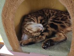 -猫小院猫主题餐厅(三里屯店)