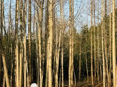 -长田漾湿地公园