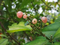 -广州神农草堂中医药博物馆