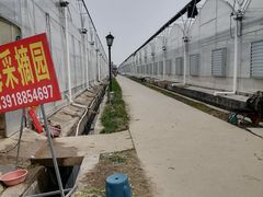 -喜杨洋草莓采摘园