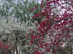 -石家庄市植物园