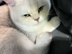 -邢大夫动物医院