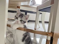 -欣宠猫屋·矮脚拿破仑·蓝金金渐层