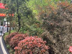 -潜山国家森林公园
