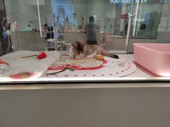 -babydoll猫舍·米努特·德文·缅因(久光中心店)