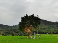 -艾米稻香小镇