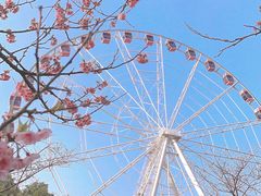 -顾村公园