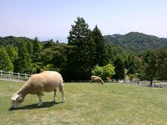 -神户市立六甲山牧场