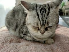 -共舞时光猫咖·狗咖(新街口店)