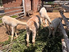 -清风小镇闯关东影视基地