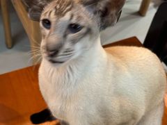 -豆逗聊愈猫阁Easy Life