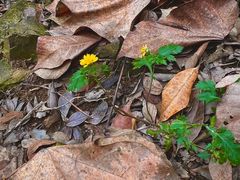 -上海佘山国家森林公园天马山园