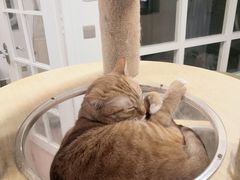 -楼上猫咖(罗湖店)
