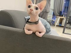 -萌兽医馆·眼科·异宠专科(三里屯店)