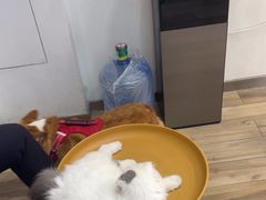 -拜鲁耶动物诊疗中心·宠家动物医院