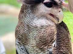 -新加坡飞禽公园