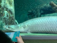 -上海海洋水族馆