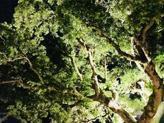 -草山夜未眠景观餐厅