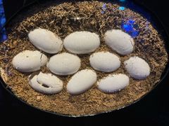 -迪拜水族馆及水下动物园
