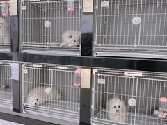 -翊宠yipet猫狗购宠庄园犬舍•猫舍