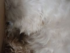 -喵园·猫主题咖啡厅·撸猫·猫咖(国贸店)