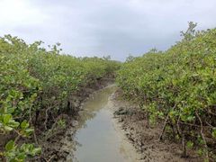 -北海金海湾红树林生态旅游区
