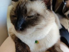 -藏猫猫咖啡主题馆(中央大道店)