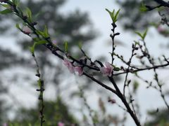 -狐尾山公园