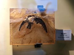 -辽宁古生物博物馆