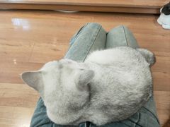 -是阿柴呀！柴犬咖啡·爱喵喵猫咖