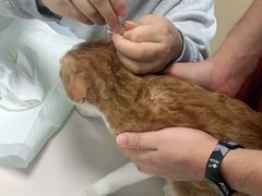 -宠颐生猫科·内科皮肤科(西平世纪城店)