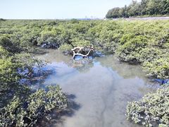 -北海金海湾红树林生态旅游区