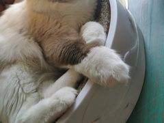 -喵喵咪呀布偶猫咖(春熙路店)