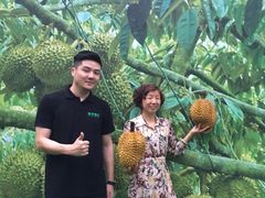 -都念榴莲·城市榴莲