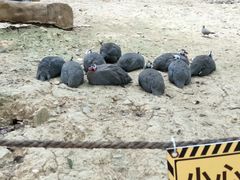 -泉州海丝野生动物世界