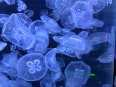 -芜湖新华联大白鲸海洋公园