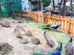 -常州淹城野生动物世界