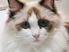 -COLOR PETS 撸猫馆·购猫·猫咖(长风大悦城店)