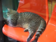 -猫咪博物馆(顶澳仔猫街店)