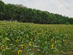 -长白岛森林公园