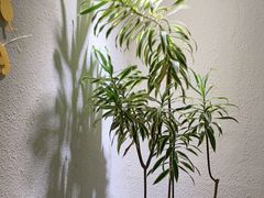 -The Good Place好地方·Brunch·coffee(国贸店)