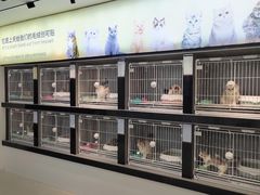 -翊宠yipet猫狗购宠庄园犬舍•猫舍