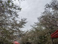 -樱花山风景区