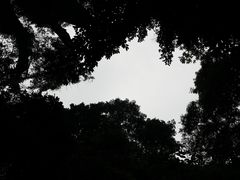 -西双版纳原始森林公园