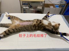 -灵美宠物诊所