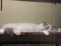 -猫咪博物馆(顶澳仔猫街店)